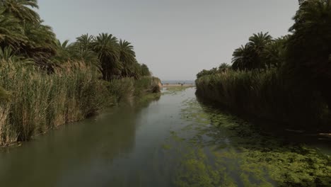 aerial view of a palm-fringed river with green water flowing between reeds and tropical trees, leading to a sandy beach where people enjoy the sea at preveli, crete, greece