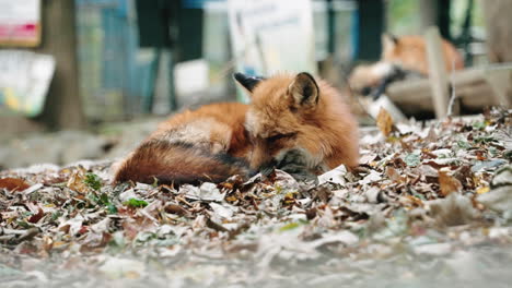 Zao-Kitsune-Mura---Red-Fox-Laying-On-Dry-Fallen-Leaves-At-Zao-Fox-Village-In-Miyagi,-Japan