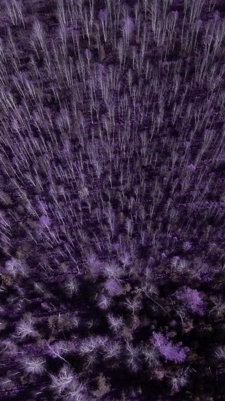 Top down aerial view of a dense woodland canopy with leafless trees and purple color grading, creating an abstract, moody nature background texture