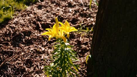 a top down shot of a yellow lily next to a tree in a patch of mulch during sunset