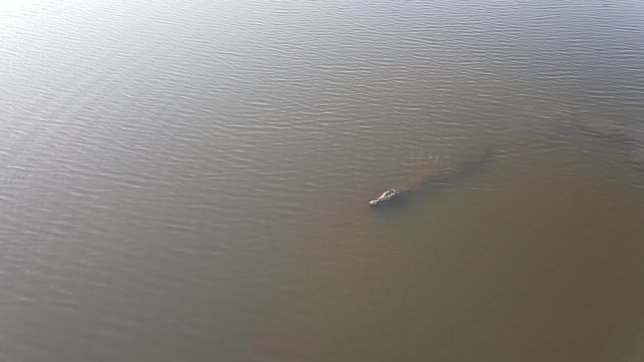 Crocodile floats in shallow water
