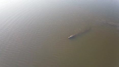 crocodile floats in shallow water