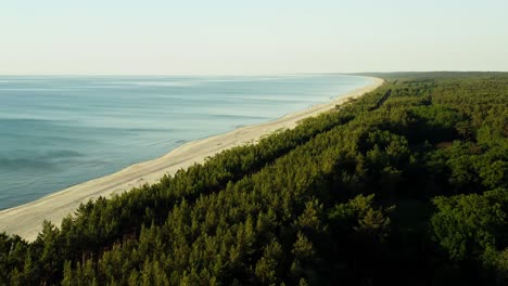 lush forest vegetation near the shore of the baltic sea