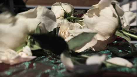 white roses filmed in slow motion on a red silk backdrop