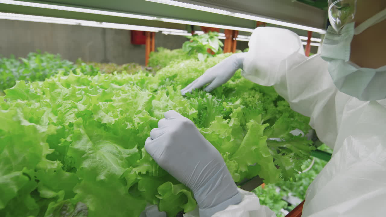 Agroengineer Examining Lettuce Leaves