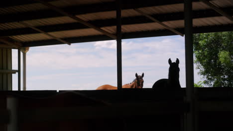 Vista-De-4k-Desde-El-Establo-De-Caballos-Del-Rancho-Con-Siluetas-A-Través-De-La-Ventana-Del-Granero-En-Australia