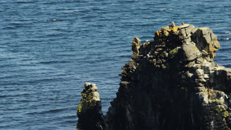 aerial tilt down of the bassalt rocks and the dragons head at hvitserkur iceland