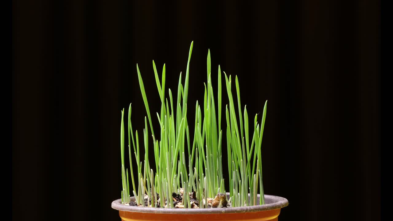 Close-up of Fresh Green Grass Growing in a Pot