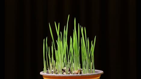 close-up of fresh green grass growing in a pot