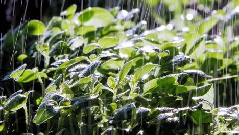 close up of rain falling on oregano plant leaves in garden, lit by sun from behind