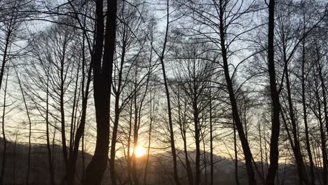 walking on a forest road, early spring season, with beautiful light coming from sunset