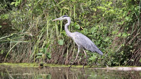 slow motion shot showing wild grey heron sneaking up in swamp, hunting fish in nature, medium shot