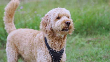 happy playful goldendoodle dog running after a baseball ball across grassy meadow in slow motion