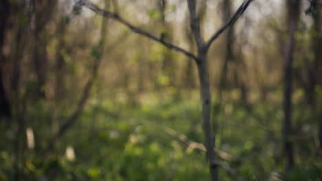 Empty-woods-area-in-a-forest-with-beautiful-natural-landscape