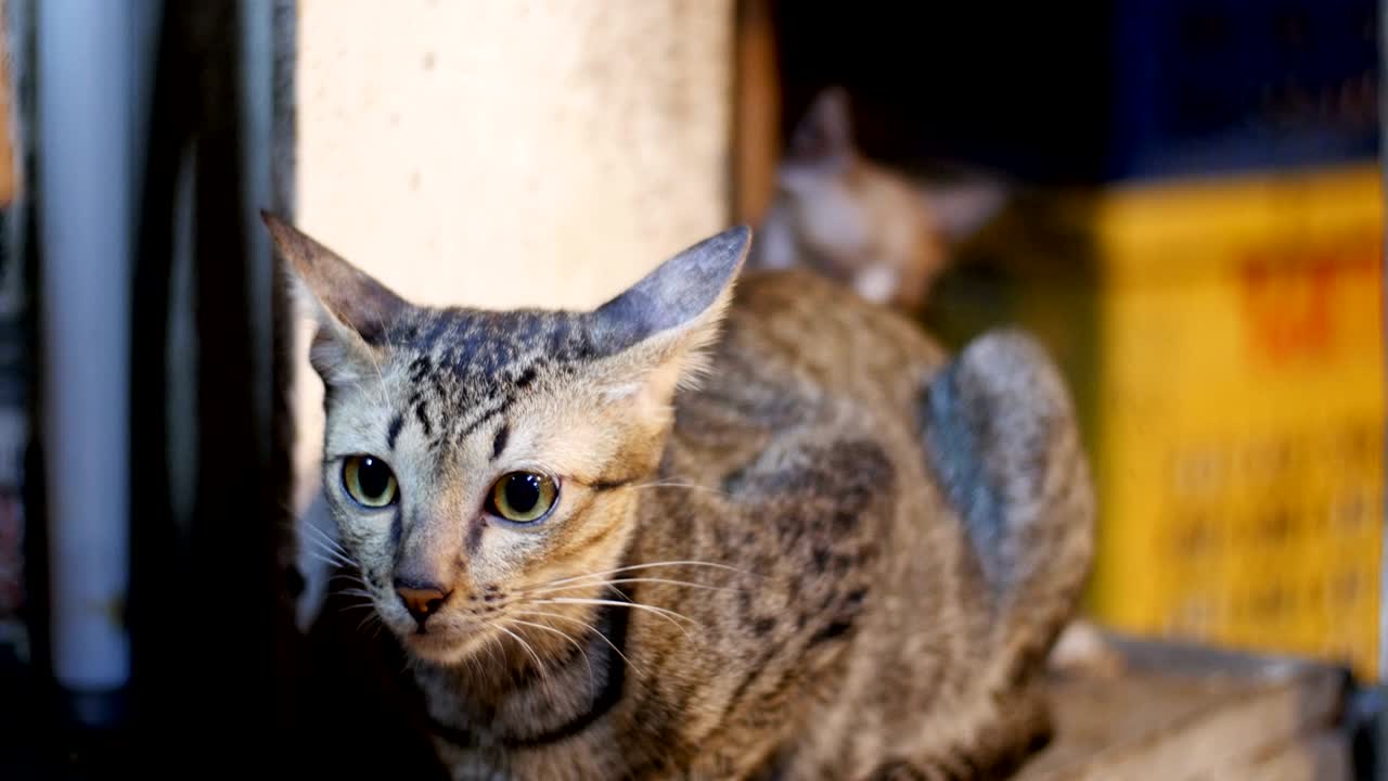 pequeño gato callejero gris y gatito sentado en el suelo en el mercado callejero nocturno