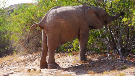 Elephant-eating-from-trees---defecating