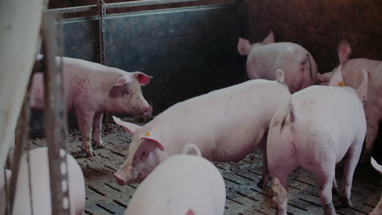 창고 에 있는 돼지 들