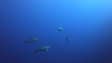 Una-Pequeña-Manada-De-Delfines-Nada-Junto-A-La-Cámara-En-El-Agua-Azul