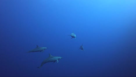 una pequeña manada de delfines nada junto a la cámara en el agua azul
