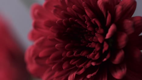 micro video close up of red flower with copy space