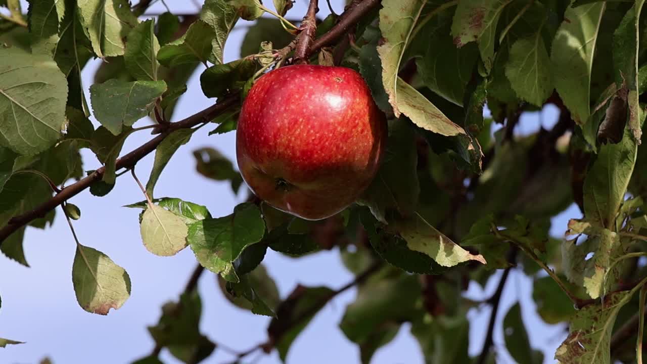 An apple hangs on an apple tree and moves slightly in the wind in autumn.