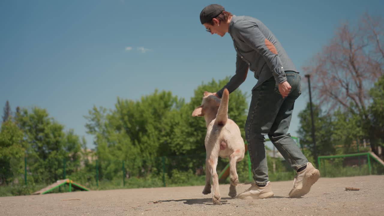 야외에서 강아지 훈련하기, 래브라도가 민첩하게 장애물을 능숙하게 헤쳐나가며 야외 운동하기, 백인 트레이너가 활기차고 정확하게 야외에서 래브라도를 이끌며 장애물 코스를 통과하기