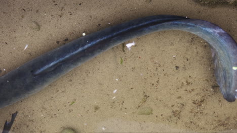 new zealand eel gracefully gliding through shallow sandy water