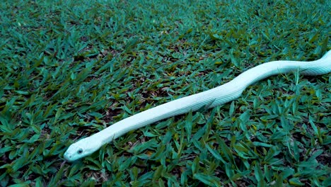 Close-up-on-leucistic-snake-in-the-garden