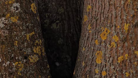 la base de un árbol que se ramifica en tres árboles