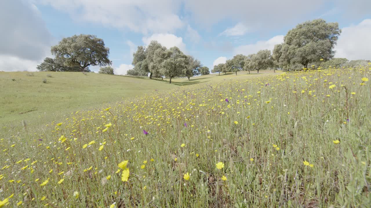 Panoramic view of a mediterranean forest, a pasture, in the Tietar Valley, Toledo, Spain, on a spring day with Spanish lavender flowers