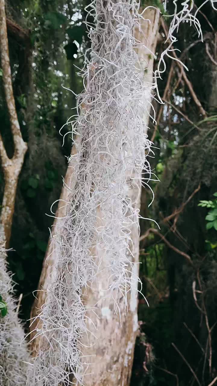 Spanish Moss Drapes From Trees