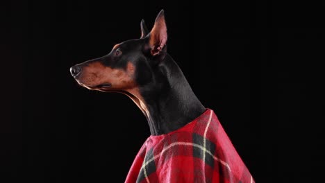 doberman in a red plaid blanket
