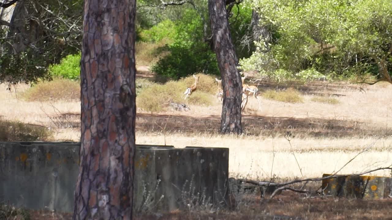아주 화창한 날에 숲을 뛰어다니는 야생 사슴