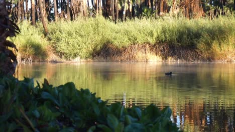 Tranquil-scene-of-a-duck-in-the-oasis-of-San-Ignacio-in-Baja-California