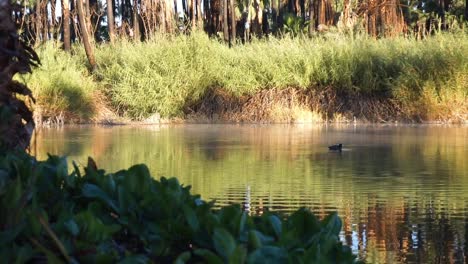 escena tranquila de un pato en el oasis de san ignacio en baja california