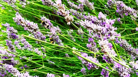 Abejas-Volando-Alrededor-De-Flores-De-Lavanda-En-Edimburgo-1