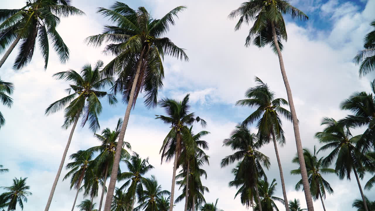 A Pristine and Untouched Jungle of Palm Trees in Koh Samui, Surat Thani, Thailand - Static Shot