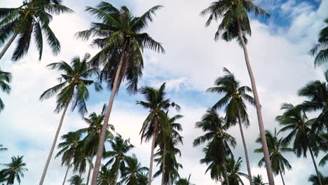 A-Pristine-and-Untouched-Jungle-of-Palm-Trees-in-Koh-Samui,-Surat-Thani,-Thailand---Static-Shot