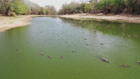 vista aérea de un grupo de caimanes agrupados en una laguna debido a la severa sequía en la región del pantano salvaje pantanal, brasil