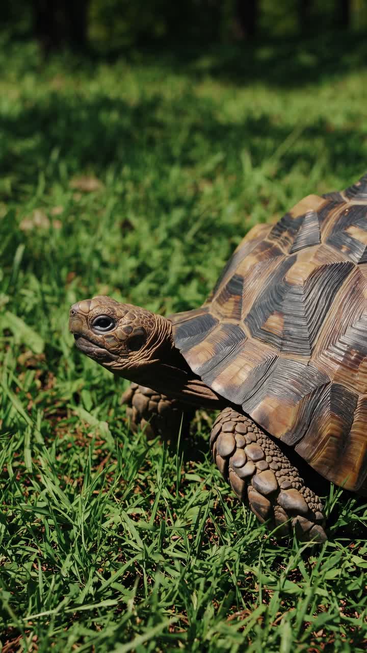 Close-up video shot of a tortoise on grass, showcasing its textured shell and slow movement