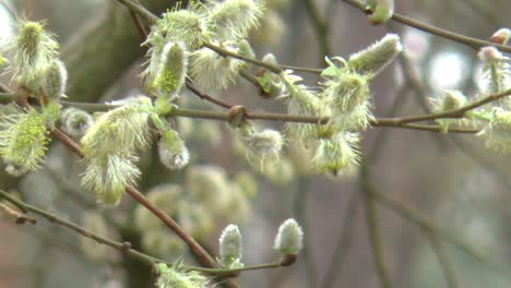 detail of a male flowering catkin on a willow