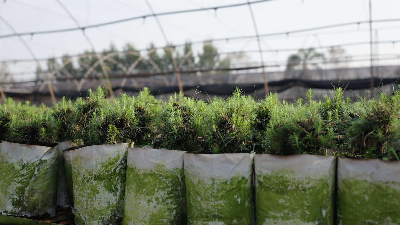Small pine tree seedlings grown in commercial greenhouse, logging industry reforestation