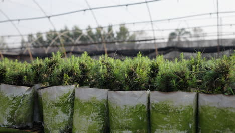 small pine tree seedlings grown in commercial greenhouse, logging industry reforestation