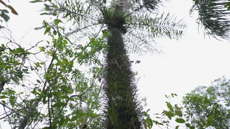 camera reveals a distinctive tree in south america