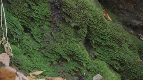 Moss-on-stones-with-dripping-water,-autumn-leaves