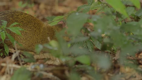 Ein-Agouti-Geht-Auf-Der-Suche-Nach-Nahrung-Vor-Dem-Hintergrund-Dichter-Vegetation-Entlang,-Während-Es-Sich-Nach-Einer-Aufnahme-Fortbewegt