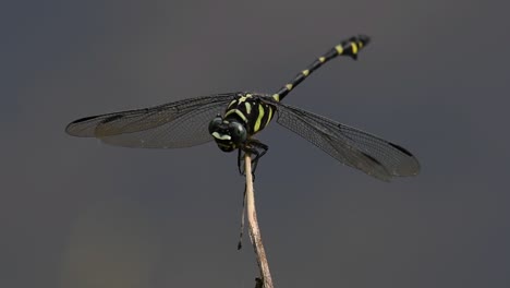 the common flangetail dragonfly is commonly seen in thailand and asia