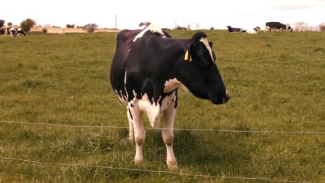 Cow-in-a-field-on-a-sunny-day