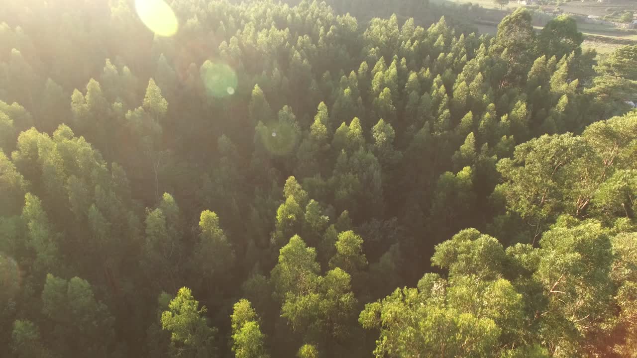 rayos de sol sobre un bosque de pinos verdes