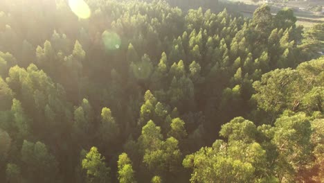 Sonnenstrahlen-über-Grünem-Kiefernwald